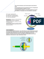 1 Explique Como Están Configurados Los Engranajes Planetarios Delanteros y Traseros