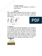 Stages of Bean Seed Germination