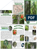 Folleto Bromelias PDF