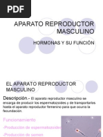 Aparato Reproductor Masculino