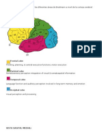 Areas de Brodmann