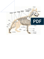 Adiestramiento Basico y Anatomia Del Perro