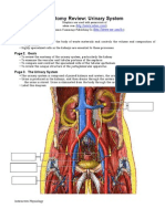 Anatomy Review