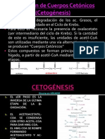 Formación de Cuerpos Cetónicos (Cetogénesis)