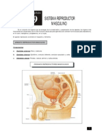 SISTEma Repro Mascu 9