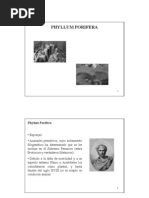 Phylum Porifera PDF