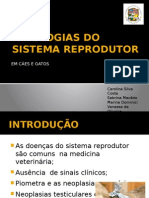 Patologias Do Sistema Reprodutor