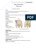 Bones of The Thorax.