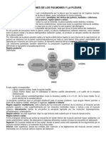 11.-Relaciones de Los Pulmones y La Pleura