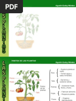 Diapositivas La Planta