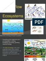 Energy Flow in Ecosystems