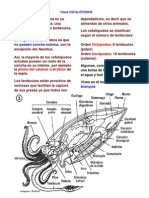 Cefalopodos, Gasteropodos y Bivalvos PDF