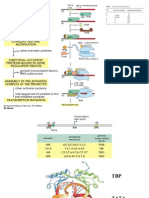 Tarnscription RNA POLYMERASE