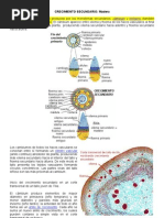 Crecimiento Secundario Madera