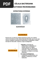 Cubiertas, Cápsula, Glucocálix (Modo de Compatibilidad)