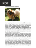 Entrenar A Un Pekinés