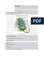 Estructura Bacteriana