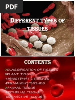 Different Types of Tissues