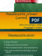 Pneumocystis Jiroveci Carinii