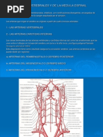 Arterias Cerebrales y de La Médula Espinal