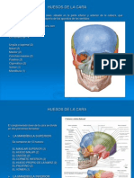 Anatomia de Los Huesos de La Cara