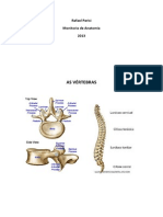 Coluna Vertebral