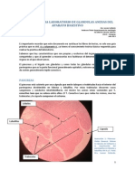 Glandulas Anexas Del Aparato Digestivo