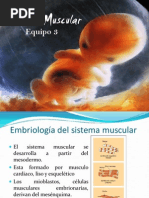 Embriologia Muscular