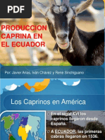 Caprinos Ecuador