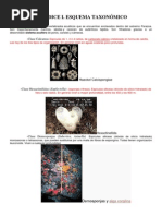 APÉNDICE I Esquema Taxonómico