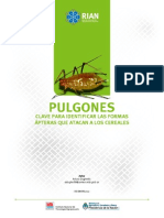 Catálogo de Pulgones