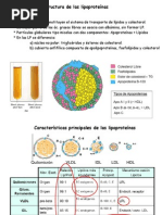 Tema 11 Lipoproteinas