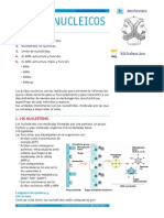 ÁCIDOS NUCLEICOS Apuntes PDF