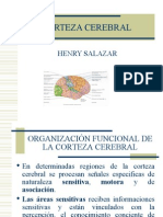 Corteza Cerebral