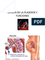 Origen de La Plasenta y Funciones