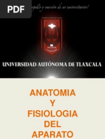 Anatomía y Fisiología Del Aparato Digestivo 3D