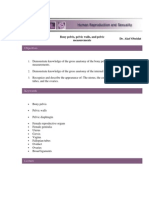 Bony Pelvis, Pelvic Walls, and Pelvic Measurements Text - P