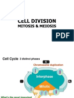 Cell Division: Mitosis & Meiosis