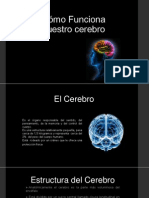 Cómo Funciona Nuestro Cerebro