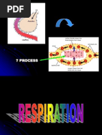 Respiration Biology