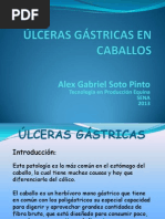 Úlceras Gástricas en Caballos