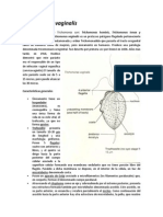 Trichomonas Vaginalis