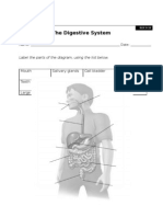 The Digestive System: Label The Parts of The Diagram, Using The List Below