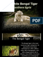 Bengal Tiger Presentation 2