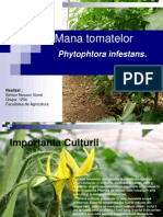 Mana Tomatelor