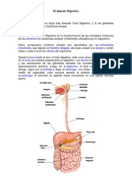 El Aparato Digestivo Está Formado Por