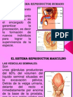 Aparato Reproductor