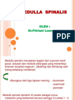 K4-Medulla Spinalis (Anatomi)