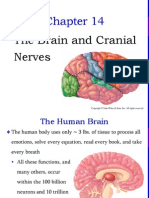 The Brain and Cranial Nerves