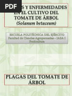 Plagas y Enfermedades Del TOMATE de ARBOL